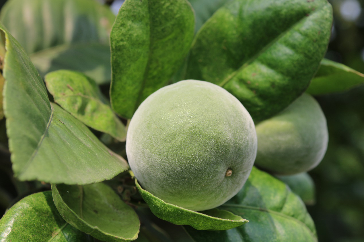 橘品天下化州橘红进驻"深圳手信"