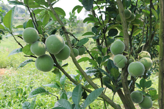 热烈祝贺橘品天下集团上橘堂加盟店开业劲爆活动等你共享